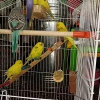 مرغ عشق زرد