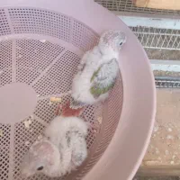 جوجه عروس کوتوله