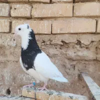 کفتر طوقی