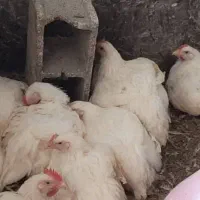 مرغ زنده|حیوانات مزرعه|شیراز, ده پیاله|دیوار