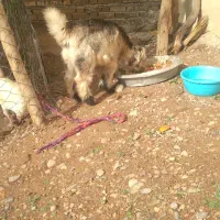 یک عدد بیگ نر سالم|حیوانات مزرعه|شوشتر, |دیوار