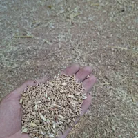 گندم|خدمات باغبانی و درختکاری|علیآباد کتول, |دیوار