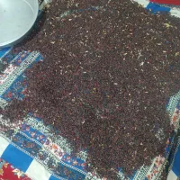 زرشک خشک و تر کوهی|خوردنی و آشامیدنی|شیراز, گلستان|دیوار