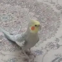 دو عدد عروس هلندی نر