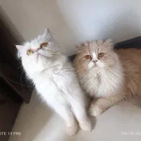 ***گربه نر و ماده مولد