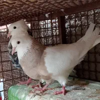 ی جفت طوق سور