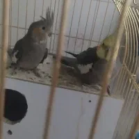 جفت عروس مولد با تخم