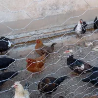 یه مرغ ابی اسراییلی گم کردم