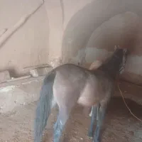 کره اسب ۹ ماهه