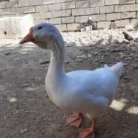 قوغاز خالماگور