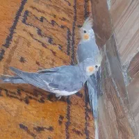 پرنده عروس هلندی|پرنده|اهواز, دغاغله|دیوار