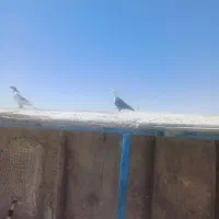 کبوتر|پرنده|مشهد, سلام|دیوار
