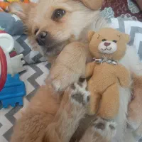 توله دوماهه