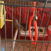 فنچ مولد همراه با تخم|پرنده|فولادشهر, B2|دیوار