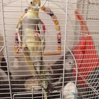 طوطی عروس هلندی جفت وایت فیس ابلق سینامون لوتینو|پرنده|رشت, سلیمانداراب|دیوار