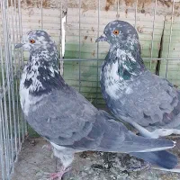 کبوتر پرشی|پرنده|سیرجان, |دیوار