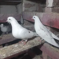 طوقی اویناق|پرنده|نمین, |دیوار