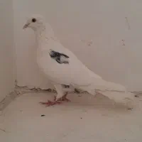 کفتر سفید غریب گیر|پرنده|ملایر, |دیوار