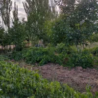 باغ میوه و انگور|فروش زمین و ملک کلنگی|خرمدره, |دیوار