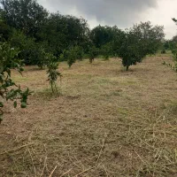 خدمات باغ|خدمات باغبانی و درختکاری|ساری, |دیوار