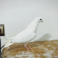 کبوتر پرشی|پرنده|آستانه اشرفیه, |دیوار