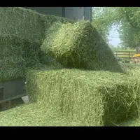 اجاره زمین کشاورزی|اجارهٔ دفتر صنعتی، کشاورزی، تجاری|نورآباد ممسنی, |دیوار