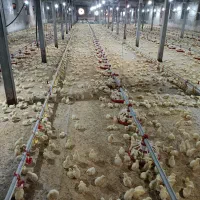 کارگر مرغداری