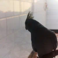 چند عدد عروس هلندی|پرنده|کارون, |دیوار