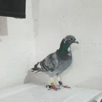 گرفتنی|پرنده|خرمشهر, |دیوار