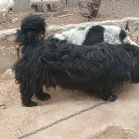 پاکوتاه نر پشمالو