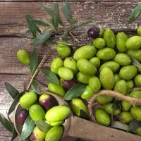 عرضه نهال زیتون خوشه ای درشت دیرگل