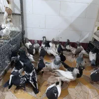 کبوتر سینه سیاه|پرنده|شیراز, گویم|دیوار