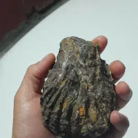 فسیل آمونیت ۱۰۰میلیون ساله(صدف باستانی)