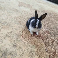 خرگوش کوچولو|موش و خرگوش|فولادشهر, فولادشهر|دیوار