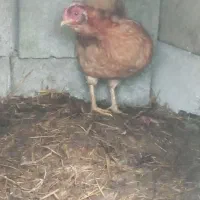 مرغ  کاکلی|حیوانات مزرعه|تالش, طولارود|دیوار