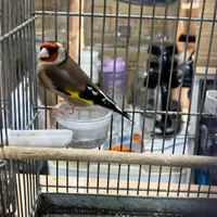 سره مست|پرنده|تهران, بازار|دیوار