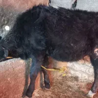 گوساله سمینتال و هلشتاین|حیوانات مزرعه|سرخنکلاته, |دیوار