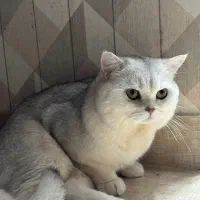 جفت گیری گربه نر