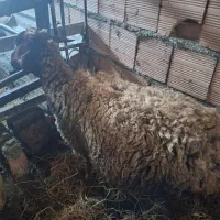 دو عدد میش چاق و چله و دو عدد نر بره