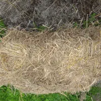 علوفه