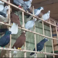 کفتر بوم رنگی هفترنگ دمسفید