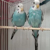 مرغ عشق بالغ