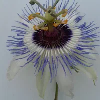 مغازه ۱۸مترمربع برخیابان صفایی جنوبی نبش کوچه ۱۵