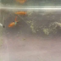 ماهی|ماهی|تربت‌حیدریه, کاشانی|دیوار