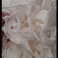 پنبه|رختخواب، بالش، پتو|بانه, |دیوار