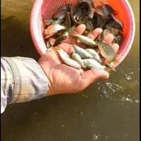 بچه ماهی کپوربشقابی درجه یک