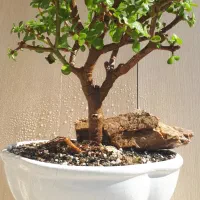 بونسای  درختچه خرفه یا جید بن سای|گل و گیاه طبیعی|کرمانشاه, |دیوار