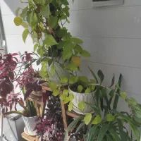 رهن کامل یک طبق دربست رکن آباد شیراز