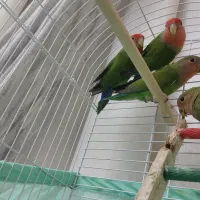 فروش پرنده|پرنده|چاف و چمخاله, |دیوار