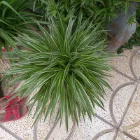 گل گندمی بادوام و زیبا